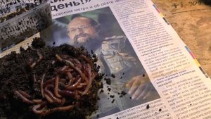 Черви навозные рыболовные