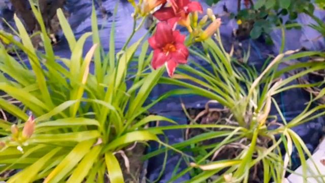 Лилейники в саду 2 смотреть онлайн