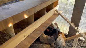 ДЕКОРАТИВНЫЕ КУРЫ! Бентамка, китайские шелковые, шершетки кучерявые, голландские белохохлые? #куры