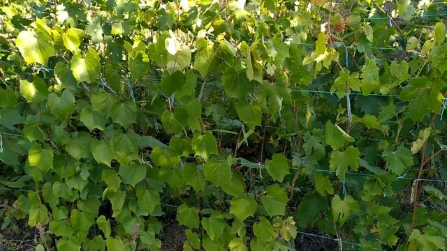 Когда сажать саженец винограда смотреть онлайн