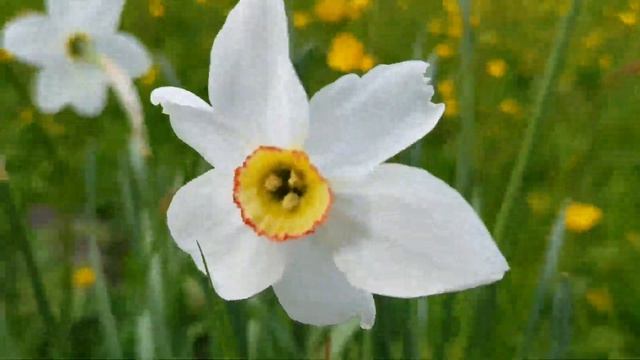 Магнолии, нарциссы, черемша, ранункулюс, камелия, рододендроны, папоротник, лесные тюльпаны, кошка смотреть онлайн