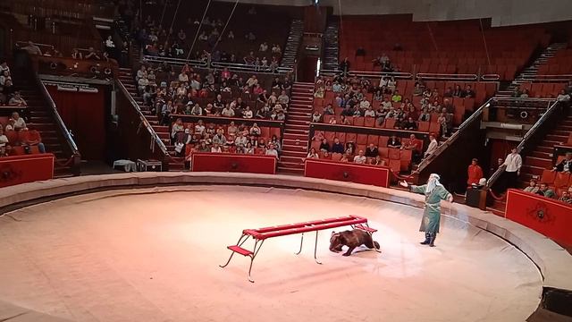 МИШКА ШИШКА СКОЛЬЗИТ))))