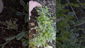 Арабис Фердинанда Кобургского Old Gold