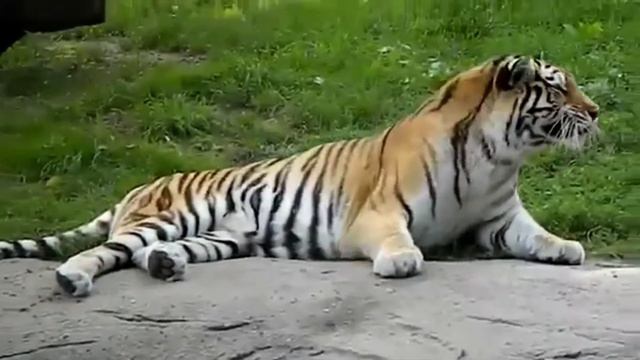 Тигр чихнул (Оригинал) смотреть онлайн