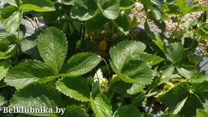 Клубника Брилла. Урожайность, вкус, сахар. Обзор сортов прошлого года. Belklubnika.by