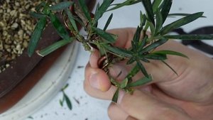 Buddhist Pine (Podocarpus Macrophyllus) Bonsai from Hardware-Store Bonsai to Fairy Tree