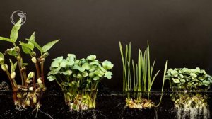 кто быстрей