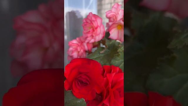 Бегонии на балконе 🌺 My Begonias