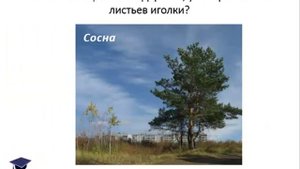 "Познакомимся с растениями", презентация для детей