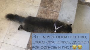 У кота ШОК!!! Вывожу кота на улицу