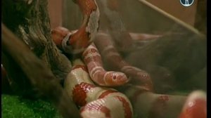 В мире животных   2013 05 04