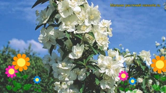 Чубушник гибридный Жирандоль. Краткий обзор, описание характеристик philadelphus Girandole смотреть онлайн