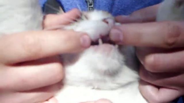 Беззубая кошка