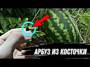 ВЫРАСТИЛ АРБУЗ ИЗ КОСТОЧКИ (Часть 2я) МОЖНОЛИ ВЫРАСТИТЬ АРБУЗ ИЗ КОСТОЧКИ В ДОМАШНИХ УСЛОВИЯХ