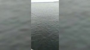 Рекордный Сом пойманный с берега! Саратов 2021.