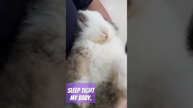 Sleeping bunny like a baby.❤️❤️❤️ #bunny #cutebunny