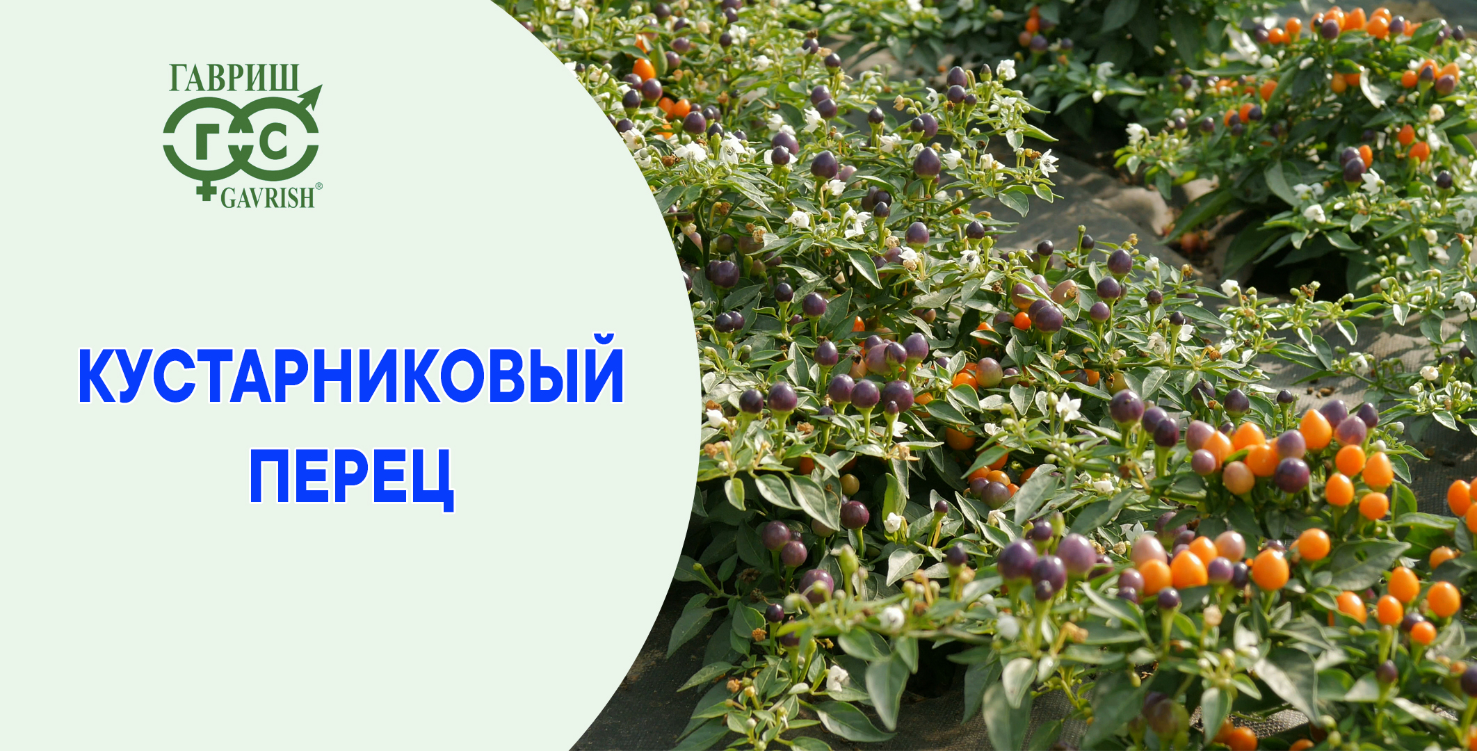 Как там наша Бусинка?