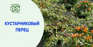 Как там наша Бусинка?