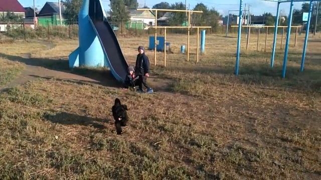 Цвергнауцер очень уравновешенния собака ,любит людей и детей! смотреть онлайн