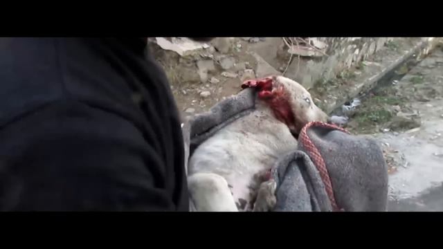 Кто-то издевался над щенком, ему почти оторвали ухо смотреть онлайн