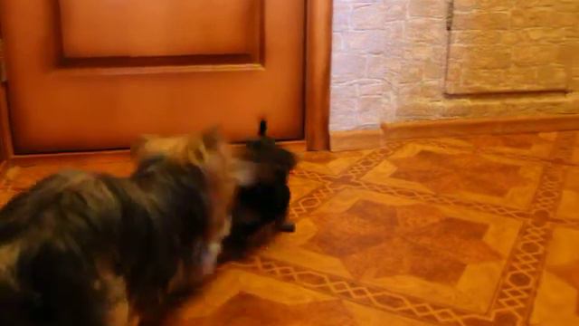 Йорки в игре смотреть онлайн