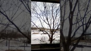 Ворона каркает на дереве