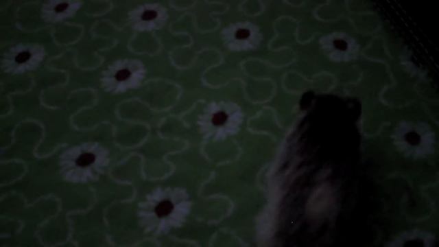 How To Tame a Hedgehog