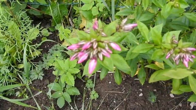 КРАСИВЫЕ, НЕПРИХОТЛИВЫЕ ЦВЕТНИКИ ДЛЯ ЛЕНИВЫХ,,КЛУМБА  В ПЕРВОЕ ЛЕТО,.8.7.2018