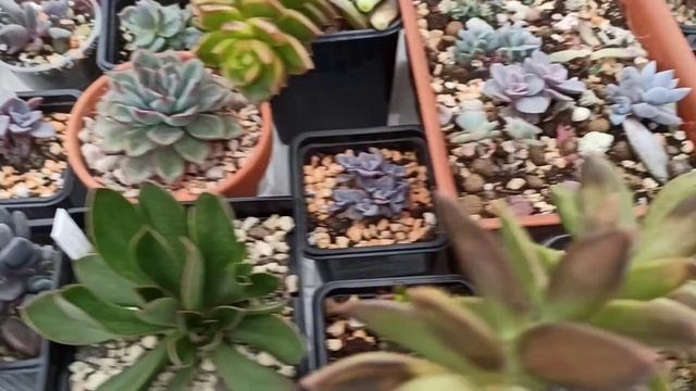 Новости из теплицы с суккулентами. 1 мая 2021 г. смотреть онлайн