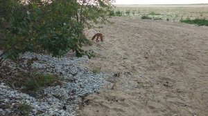 Рыжая гостья.