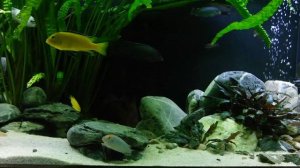 Сортирую население. Аквариум с малавийскими цихлидами 540л.