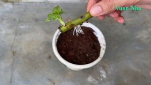 Hướng dẫn giâm cành hoa hồng trong ly nước | How to plant rose branches