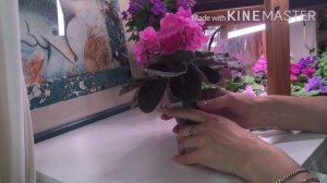 Как поставить ФИАЛКУ на ФИТИЛЬ. Два важных правила!