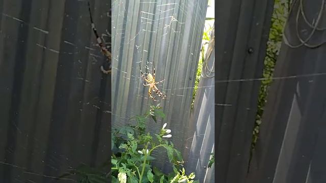 #shorts .Как называется паук ,кто подскажет????? смотреть онлайн