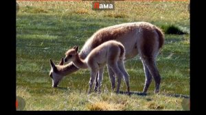 Названия животных для детей и их голоса. Мультики для малышей 3 лет