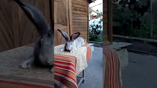 Кролики немецкий великан, Ризен шиншилоаыйGiant rabbits German risen synchrony