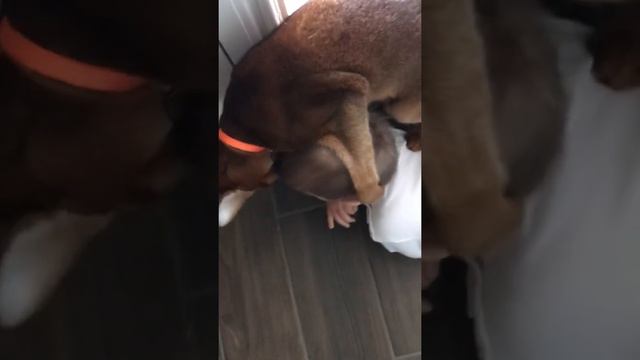 2022 March wrestling with cat