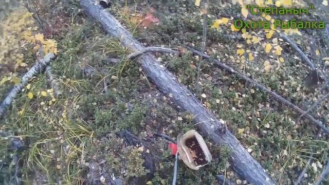 Грабли-комбайн для сбора ягоды 2 (Итог испытания) смотреть онлайн