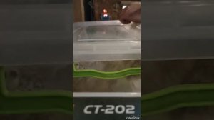 Перепелята породы Феникса тяжёлой линии, вес птенцов в 14д#перепела #феникс #породафеникс