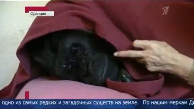 Домашняя горилла