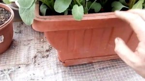 Как вырастить самый ранний редис в Подмосковье