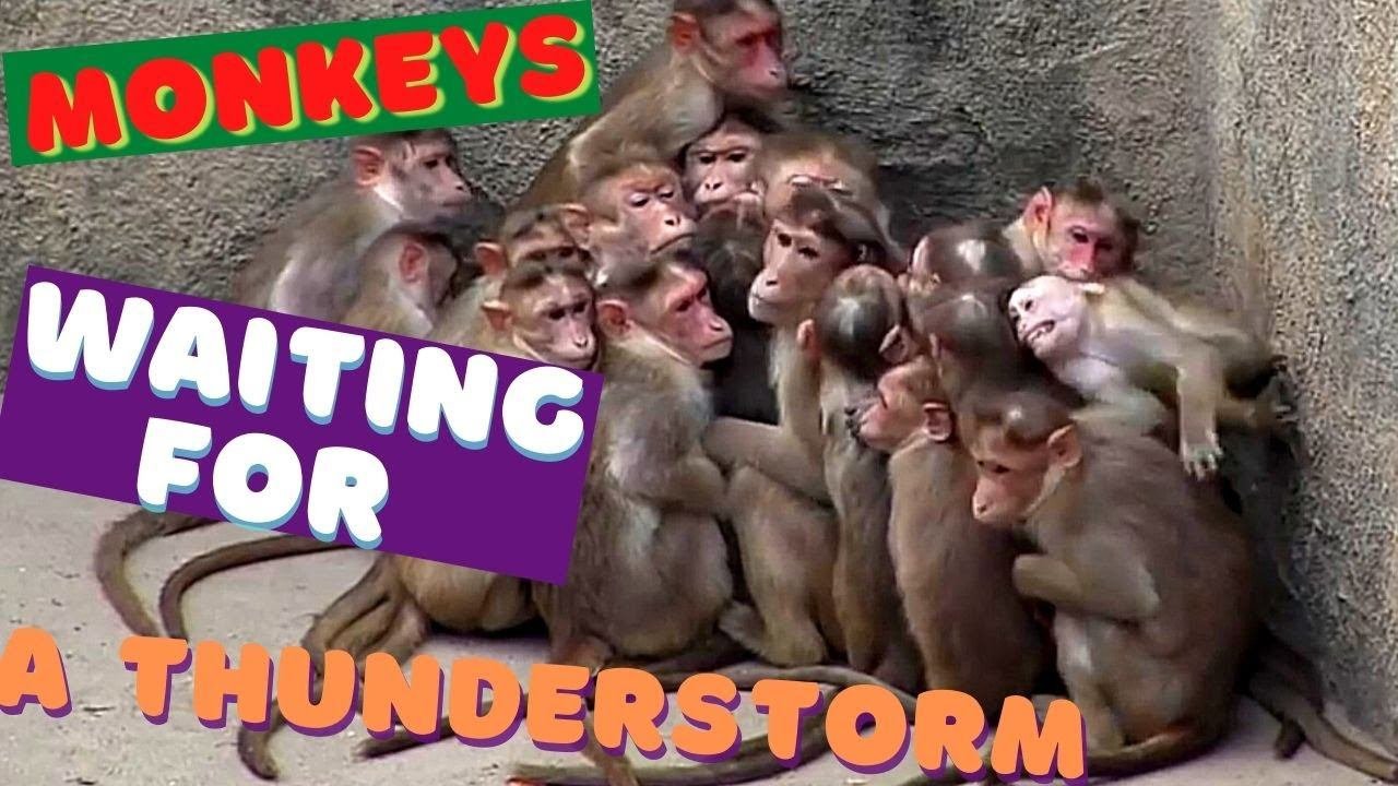 Monkeys United In A Flock In Anticipation Of A Thunderstorm