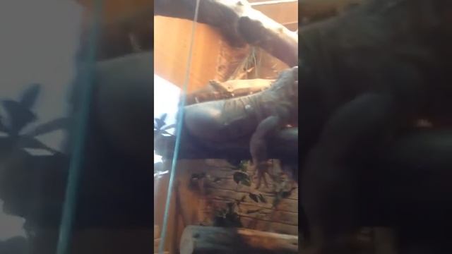 Обзор моя домашняя игуана смотреть онлайн