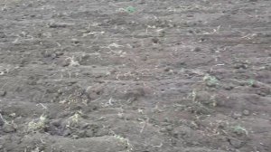 Культвирую пахоту под лен! Мтз не тянет!