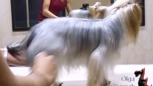 Йорочка восстановление шерсти из колтунов+гиг.стрижк.