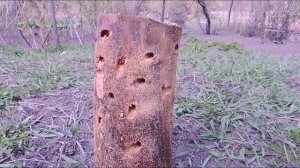 Грот для креветок из полена своими руками!