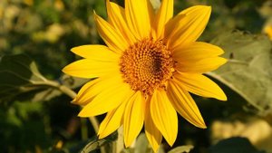 Цветы для Прекрасных Дам!!!