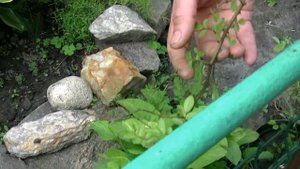 Роза почвопокровная, выращивание и размножение.