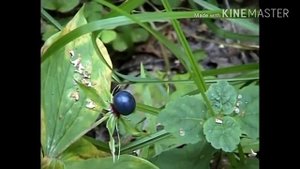 5 самых опасных растений России