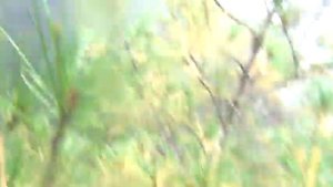 Кедр. Сбивание кедровой шишки с макушки кедра и веток. Тайга.